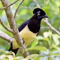 Plush-crested Jay